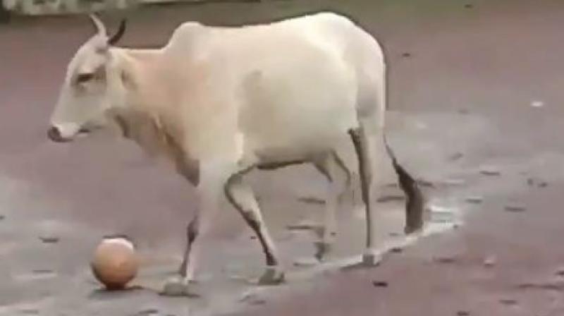The video of the cow has left twitterverse in splits, with some even calling it a reincarnation of a football legend in the likes of Lionel Messi or Cristiano Ronaldo! (Photo: Screengrab) The video of the cow has left twitterverse in splits, with some even calling it a reincarnation of a football legend in the likes of Lionel Messi or Cristiano Ronaldo! (Photo: Screengrab)