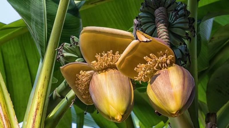 Predicting the potential impacts of climate change on banana production systems is crucial to ensuring its long-term survival, according to researchers. (Photo: Representational/Pixabay) Predicting the potential impacts of climate change on banana production systems is crucial to ensuring its long-term survival, according to researchers. (Photo: Representational/Pixabay)
