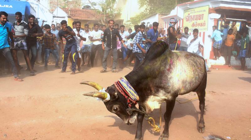 Despite Supreme Court ban people release the Jallikattu bull at Alanganallur in Madurai. (Photo: PTI) Despite Supreme Court ban people release the Jallikattu bull at Alanganallur in Madurai. (Photo: PTI)