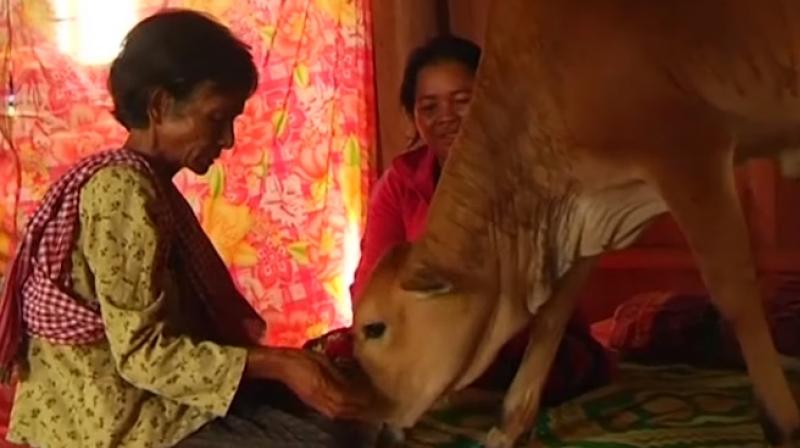 The calf even sleeps with her husband's favourite pillow (Photo: YouTube) The calf even sleeps with her husband's favourite pillow (Photo: YouTube)