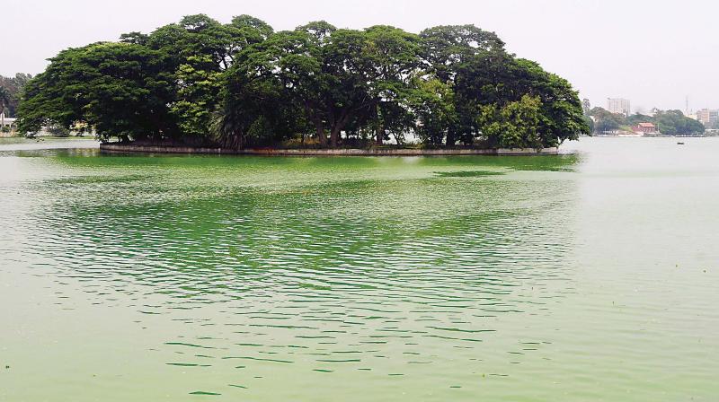 The Ulsoor Lake which is facing a pollution threat The Ulsoor Lake which is facing a pollution threat