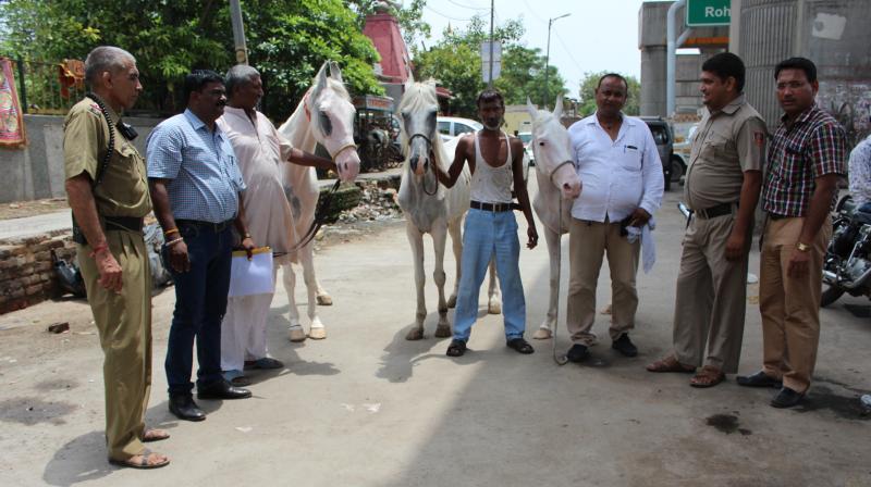 PETA India is taking action to encourage couples planning a wedding to celebrate their nuptials without exploiting horses. PETA India is taking action to encourage couples planning a wedding to celebrate their nuptials without exploiting horses.