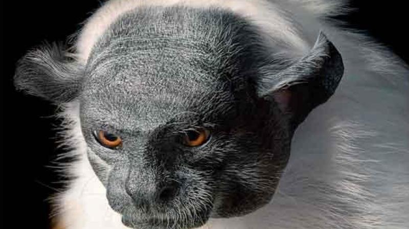 A Pied Tamarin photographed by the artiste. (Photo: AFP) A Pied Tamarin photographed by the artiste. (Photo: AFP)