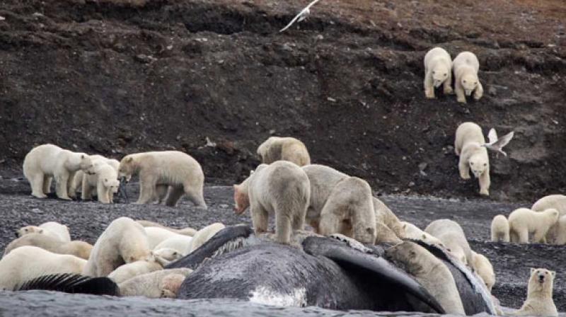 The bears had come to feast on the carcass of a bowhead whale that washed ashore, later resting around the food source. (Photo: AFP) The bears had come to feast on the carcass of a bowhead whale that washed ashore, later resting around the food source. (Photo: AFP)