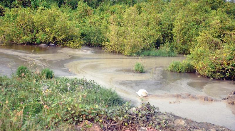 P.K. Vimal Kumar, CPM Vallarpadam local committee secretary, said unscrupulous elements taken the shape of a mafia are indulging in a large scale filling of the wetlands and cutting down of mangroves P.K. Vimal Kumar, CPM Vallarpadam local committee secretary, said unscrupulous elements taken the shape of a mafia are indulging in a large scale filling of the wetlands and cutting down of mangroves
