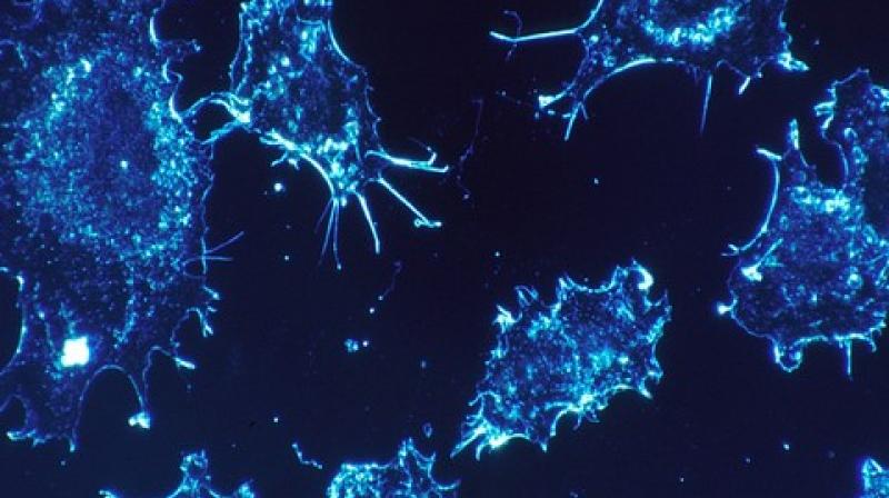 While the cancer applications hold the most possibility, their findings have potential beyond the field of oncology. (Photo: ANI) While the cancer applications hold the most possibility, their findings have potential beyond the field of oncology. (Photo: ANI)
