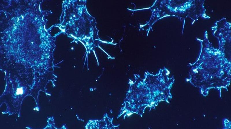 While the cancer applications hold the most possibility, their findings have potential beyond the field of oncology. (Photo: ANI)