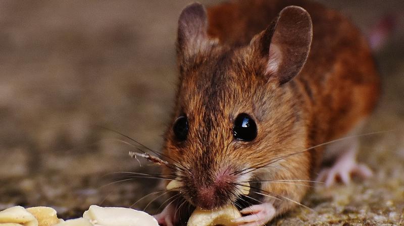 A little mouse made for a big delay on a British Airways flight from London to San Francisco. (Photo: Pixabay) A little mouse made for a big delay on a British Airways flight from London to San Francisco. (Photo: Pixabay)