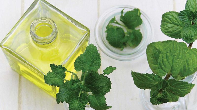 The tea tree oil is derived by crushing the leaves of the plant to extract the oil. The tea tree oil is derived by crushing the leaves of the plant to extract the oil.
