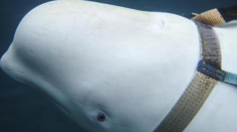 A beluga whale seen as it swims next to a fishing boat before Norwegian fishermen removed the tight harness, swimming off the northern Norwegian coast Friday, April 26, 2019. (Photo: AP) A beluga whale seen as it swims next to a fishing boat before Norwegian fishermen removed the tight harness, swimming off the northern Norwegian coast Friday, April 26, 2019. (Photo: AP)