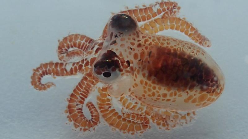 This Aug. 1, 2018 photo provided by the National Park Service shows a baby octopus inside a plastic container at Kaloko-Honokohau National Historical Park in waters off Kailua-Kona, Hawaii. (Photo: AP) This Aug. 1, 2018 photo provided by the National Park Service shows a baby octopus inside a plastic container at Kaloko-Honokohau National Historical Park in waters off Kailua-Kona, Hawaii. (Photo: AP)