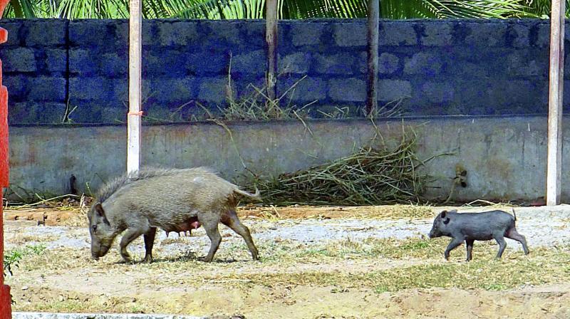 Feral pigs, a hybrid of wild boars and common pigs have formed a habitat corridor on the outskirts of Hyderabad. Feral pigs, a hybrid of wild boars and common pigs have formed a habitat corridor on the outskirts of Hyderabad.