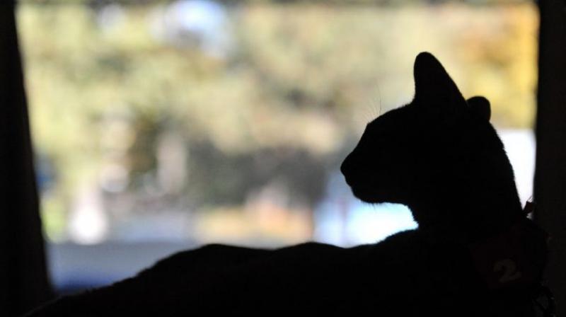 He had been caught having sex with dogs and cats before (Photo: AFP) He had been caught having sex with dogs and cats before (Photo: AFP)