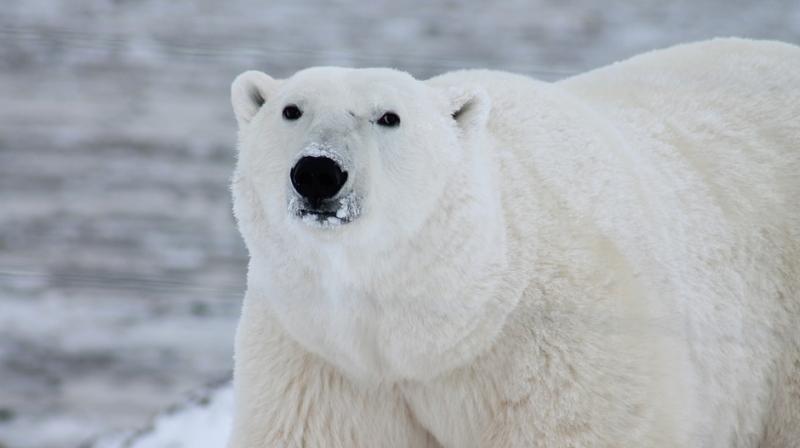 The Polar Bear Cam Makes It Clear: It's Getting Tougher Out There