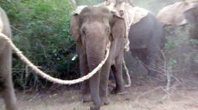 Planters want rogue elephants in Hassan and Chikkamagaluru to be relocated Planters want rogue elephants in Hassan and Chikkamagaluru to be relocated