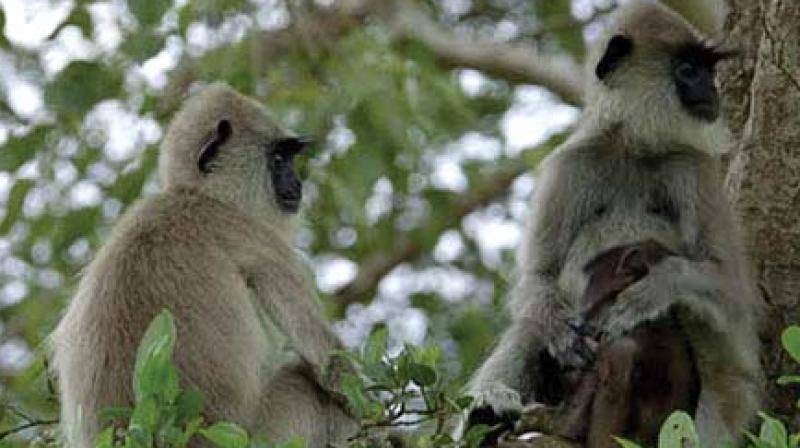 Langurs are proving a nightmare for areca growers in Shivamogga Langurs are proving a nightmare for areca growers in Shivamogga
