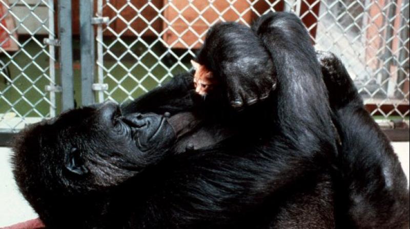 The foundation says it will honor Koko's legacy with a sign language application featuring Koko for the benefit of gorillas and children, as well as other projects. (Photo: AP) The foundation says it will honor Koko's legacy with a sign language application featuring Koko for the benefit of gorillas and children, as well as other projects. (Photo: AP)