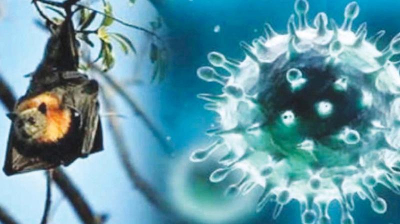 “Nipah can be transmitted both due to animal-to-human and human-to-human contamination. Identifying the source of infection and controlling it is vital in preventing further outbreaks.” explains Dr Abith, a senior neurosurgeon. “Nipah can be transmitted both due to animal-to-human and human-to-human contamination. Identifying the source of infection and controlling it is vital in preventing further outbreaks.” explains Dr Abith, a senior neurosurgeon.