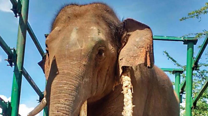 The rogue tusker from Tamil Nadu, which was captured at Padoor village  in Chamarajanagar on Thursday. (Photo: DC)