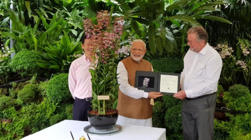 Dendrobrium Narendra Modi, an orchid named after PM Narendra Modi (Twitter Screengrab/ Raveesh Kumar) Dendrobrium Narendra Modi, an orchid named after PM Narendra Modi (Twitter Screengrab/ Raveesh Kumar)