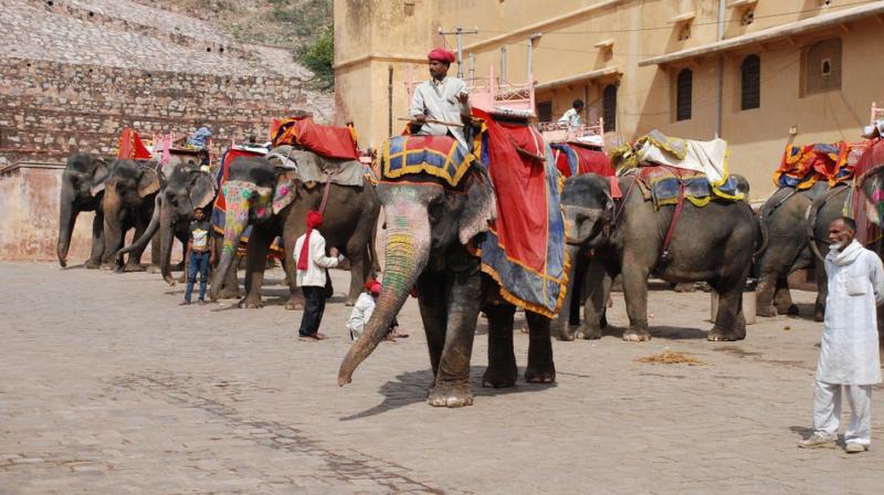 The notice comes fresh at the heels of the latest report after inspections authorised by the government’s Animal Welfare Board of India (AWBI). (Representational Image/ Pixabay) The notice comes fresh at the heels of the latest report after inspections authorised by the government’s Animal Welfare Board of India (AWBI). (Representational Image/ Pixabay)