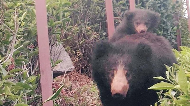The bear with its cub moving around the tea gardens in Halakkarai village near Coonoor. (DC) The bear with its cub moving around the tea gardens in Halakkarai village near Coonoor. (DC)