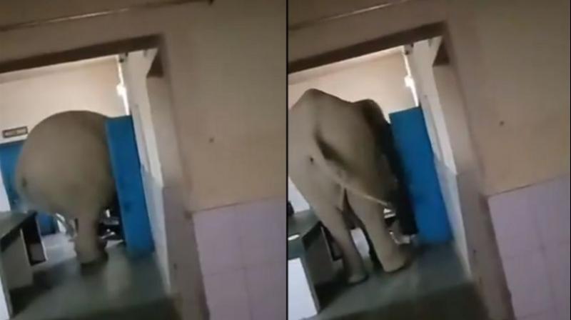 As seen in the video, it seems that the elephant is looking for something inside the storeroom. (Photo: Screengrab) As seen in the video, it seems that the elephant is looking for something inside the storeroom. (Photo: Screengrab)