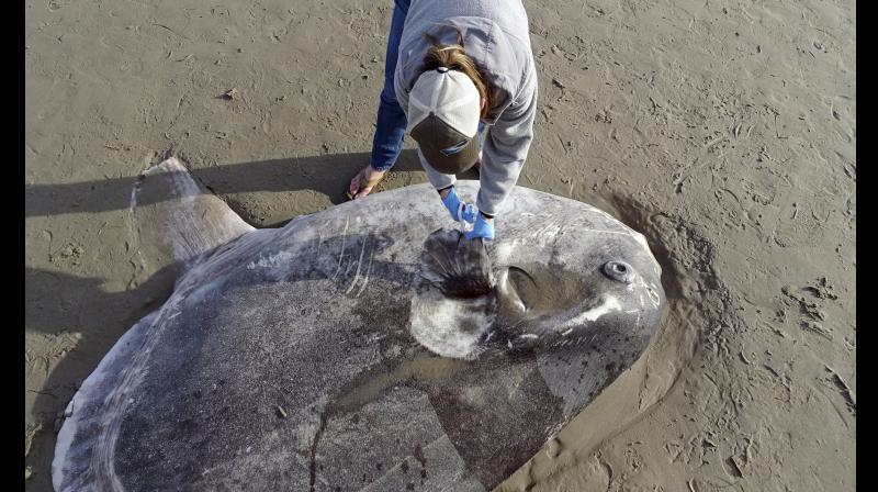 Rare species of sunfish formally named Mola tecta found on the shores of Santabarbra. (Photo: AP) Rare species of sunfish formally named Mola tecta found on the shores of Santabarbra. (Photo: AP)
