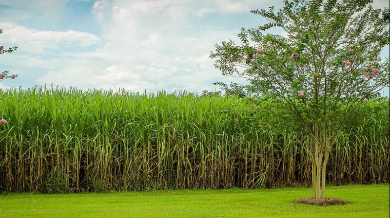 Researchers investigating whether climate change is hurting sugar harvests in Cuba. (Photo: Pixabay) Researchers investigating whether climate change is hurting sugar harvests in Cuba. (Photo: Pixabay)