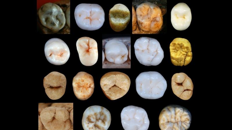 The study by Aida Gomez-Robles from University College London proposes that the two species' last common ancestor may have lived 800,000 years ago, entering a debate that is hotly contested among anthropologists. The study by Aida Gomez-Robles from University College London proposes that the two species' last common ancestor may have lived 800,000 years ago, entering a debate that is hotly contested among anthropologists.