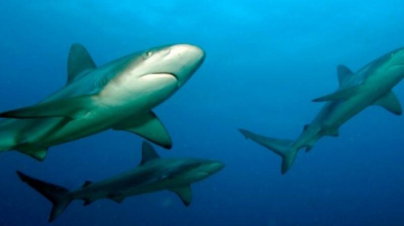 It was obvious that the sharks knew that they had to do something when the classical music was played (Photo: AFP) It was obvious that the sharks knew that they had to do something when the classical music was played (Photo: AFP)