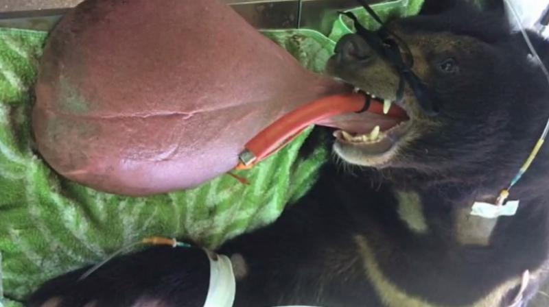 The bear is recovering well and can now look forward to a normal life (Photo:YouTube) The bear is recovering well and can now look forward to a normal life (Photo:YouTube)