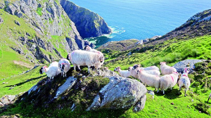 Sliabh Liag, among the highest marine cliffs in Europe, is one of many gorgeously intimidating sights that greets visitors on the Wild Atlantic Way. Sliabh Liag, among the highest marine cliffs in Europe, is one of many gorgeously intimidating sights that greets visitors on the Wild Atlantic Way.
