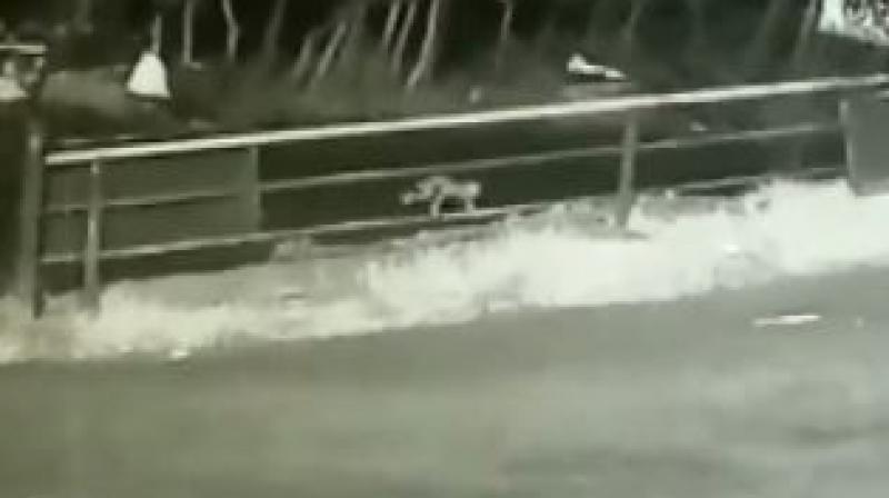 A forest official saw the baby crawling near the check post. She had sustained injuries on her head. (Photo: Twitter | ANI) A forest official saw the baby crawling near the check post. She had sustained injuries on her head. (Photo: Twitter | ANI)