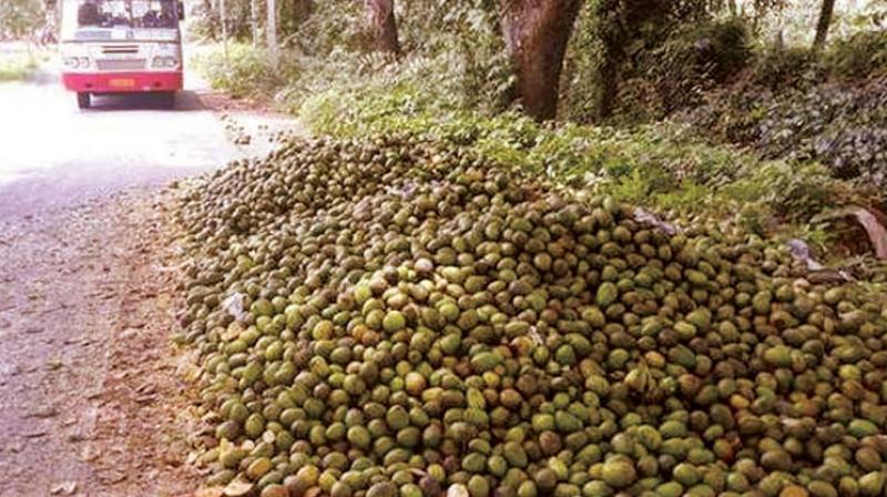 Mangoes dumped at Channenahalli on Ramanagara-Jalamangala main road Mangoes dumped at Channenahalli on Ramanagara-Jalamangala main road