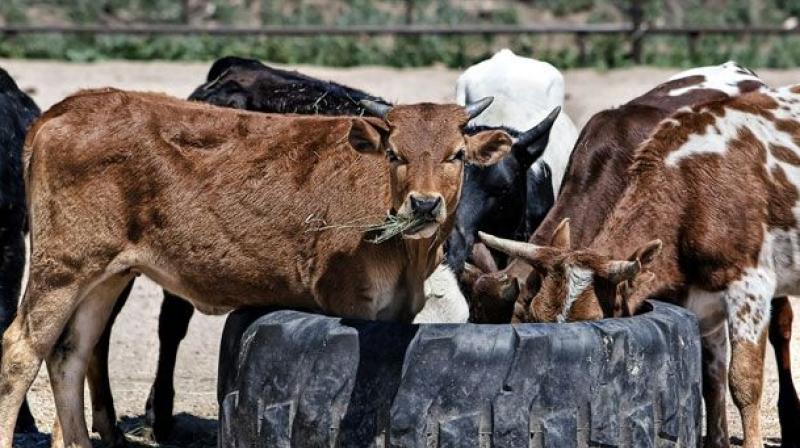 Representational Image. (Photo: File) Representational Image. (Photo: File)