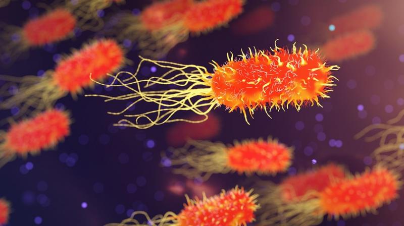 Scientists discover most salmonella resistant to various antibiotics. (Photo: Pixabay) Scientists discover most salmonella resistant to various antibiotics. (Photo: Pixabay)