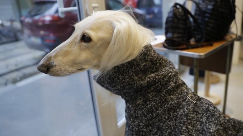 Dog a Porter, by the Milan brand Temellini, offers clothing custom-fit for different breeds. (Photo: AP) Dog a Porter, by the Milan brand Temellini, offers clothing custom-fit for different breeds. (Photo: AP)