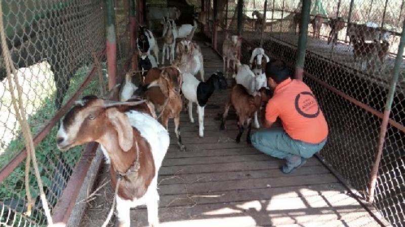 World Animal Protection helped affected animals by providing cattle feed and mineral mixture in several flood affected areas in Kerala World Animal Protection helped affected animals by providing cattle feed and mineral mixture in several flood affected areas in Kerala