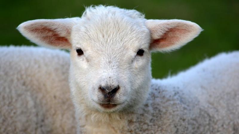 Here's to the one's who dream... of sheep. (Photo: Pexels) Here's to the one's who dream... of sheep. (Photo: Pexels)