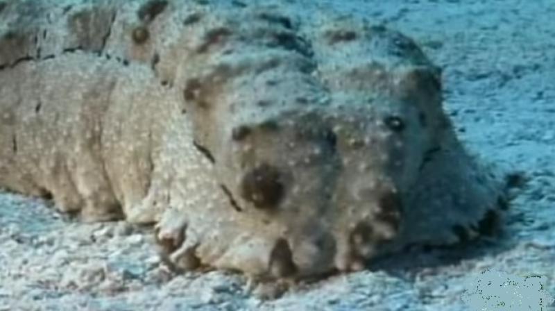 Officials said it was not clear if anyone had netted the sea cucumber. (Representational Image: YouTube) Officials said it was not clear if anyone had netted the sea cucumber. (Representational Image: YouTube)