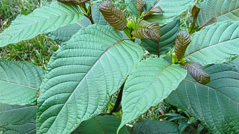 Kratom was listed as a cause or contributing factor in the death of four decedents identified by the County Medical Examiner's Office. (Photo: ANI) Kratom was listed as a cause or contributing factor in the death of four decedents identified by the County Medical Examiner's Office. (Photo: ANI)