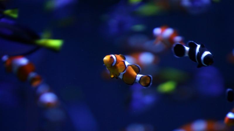 The other five pairs were exposed to dim, overhead LED lighting at night, duplicating conditions found near coral reefs adjacent to human habitation. (Photo: AFP) The other five pairs were exposed to dim, overhead LED lighting at night, duplicating conditions found near coral reefs adjacent to human habitation. (Photo: AFP)