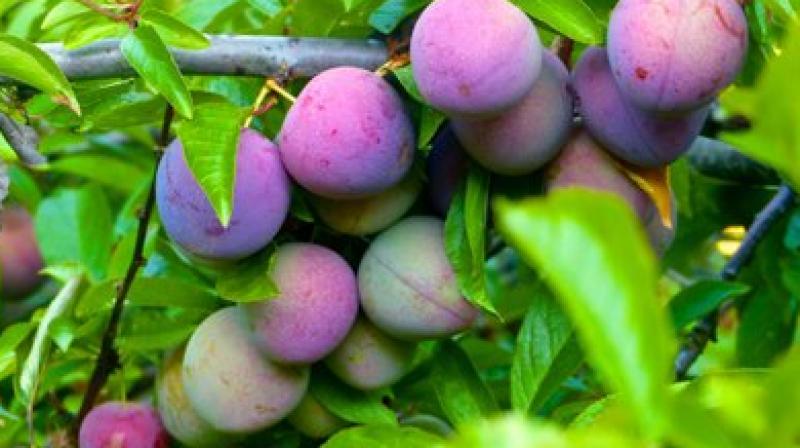 Soft fruits will last only a couple of weeks, while apples and pears can be stored for months. (Photo: AP) Soft fruits will last only a couple of weeks, while apples and pears can be stored for months. (Photo: AP)