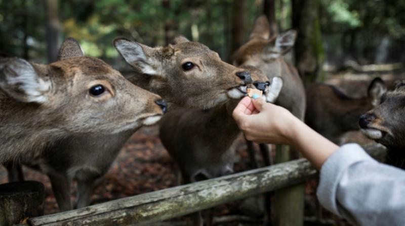 The deer at the park – numbering on average about 1,200 – are protected as a national treasure. (Photo: AFP) The deer at the park – numbering on average about 1,200 – are protected as a national treasure. (Photo: AFP)