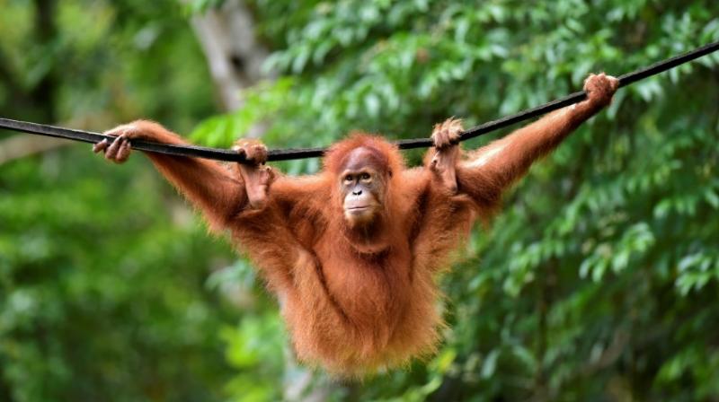 Five-year-old primate Elaine, covered in fuzzy cinnamon-coloured hair, was one of two critically endangered Sumatran Orangutans released back into the wild Tuesday. (Photo: AP) Five-year-old primate Elaine, covered in fuzzy cinnamon-coloured hair, was one of two critically endangered Sumatran Orangutans released back into the wild Tuesday. (Photo: AP)