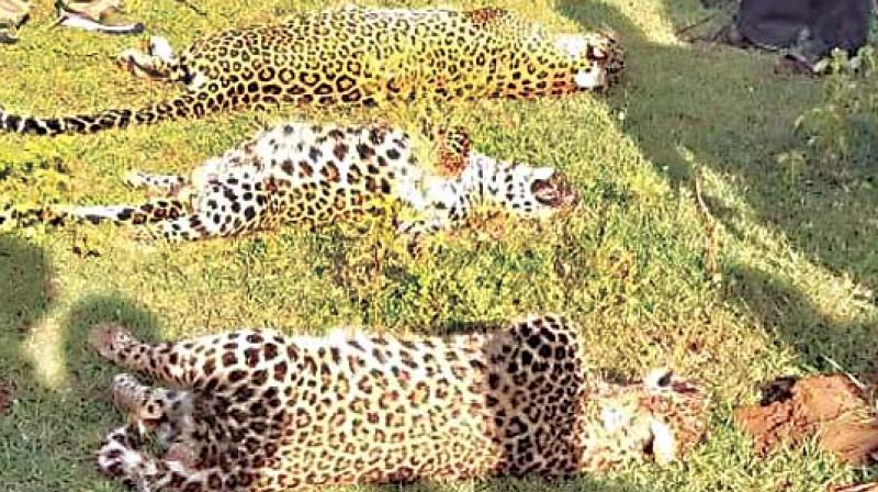 Mother leopard and her two cubs died under mysterious circumstances at Hallare village of Nanjangud taluk in Mysuru on Monday. Mother leopard and her two cubs died under mysterious circumstances at Hallare village of Nanjangud taluk in Mysuru on Monday.