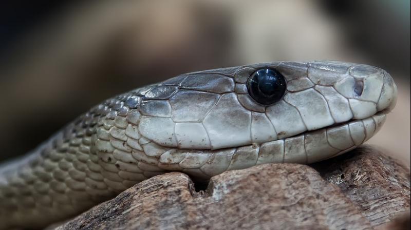 Researchers have found that male snakes are unable to maintain good body condition, and age faster than females. (Photo: Pixabay) Researchers have found that male snakes are unable to maintain good body condition, and age faster than females. (Photo: Pixabay)