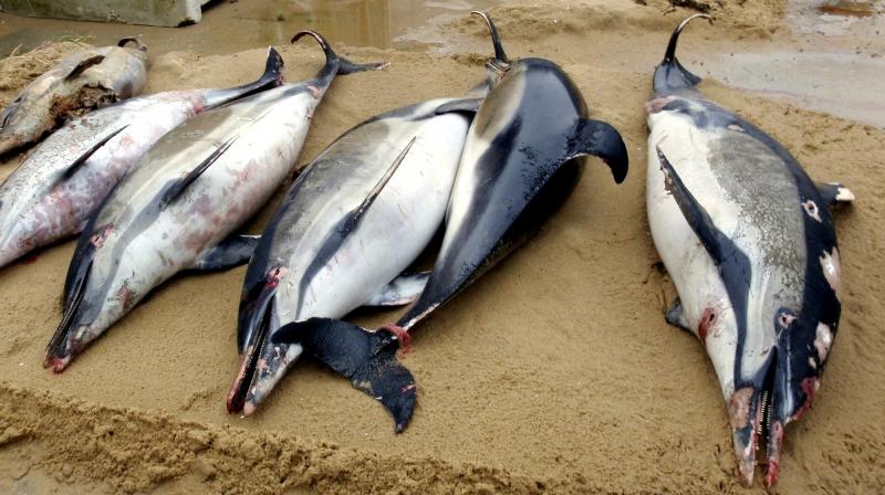Dead dolphins on a shore of La Tranche sur Mer, on the Atlantic coast, western France, clearly victims of industrial fishing. (Photo: AP) Dead dolphins on a shore of La Tranche sur Mer, on the Atlantic coast, western France, clearly victims of industrial fishing. (Photo: AP)