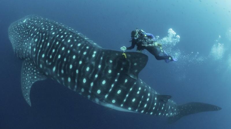 The image provided by Simon Pierce, Jonathan Green checks on a fin-mounted satellite tag on a whale shark in the Galapagos Islands area of Ecuador. Despite typically being bigger than a double-decker bus, the elusive whale shark has only tiny, almost useless teeth. It’s also one of the least understood animals in the ocean. (simonjpierce.com via AP) The image provided by Simon Pierce, Jonathan Green checks on a fin-mounted satellite tag on a whale shark in the Galapagos Islands area of Ecuador. Despite typically being bigger than a double-decker bus, the elusive whale shark has only tiny, almost useless teeth. It’s also one of the least understood animals in the ocean. (simonjpierce.com via AP)
